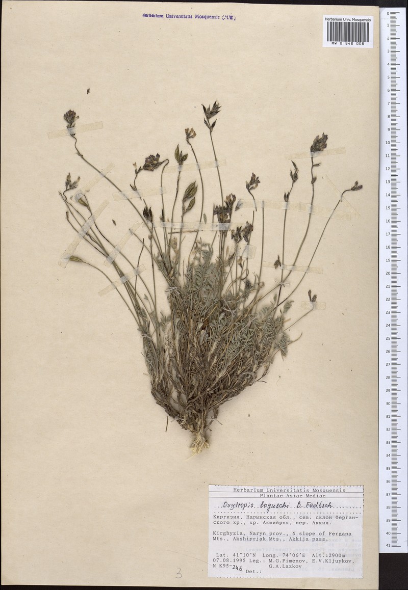 Oxytropis boguschi photo 2