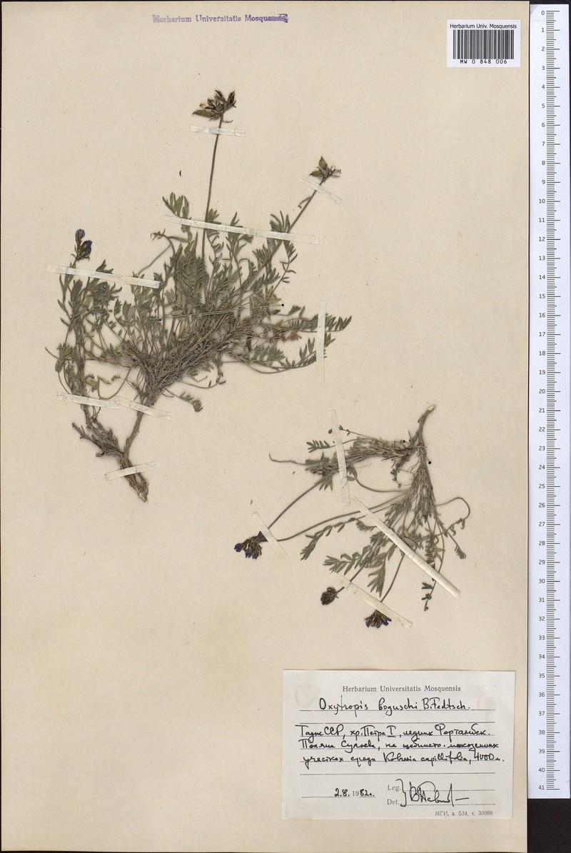 Oxytropis boguschi photo 3