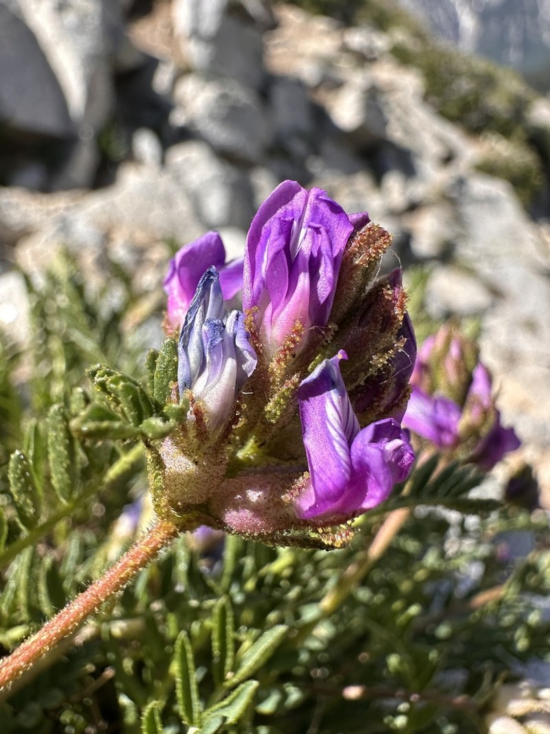 Boreal Locoweed