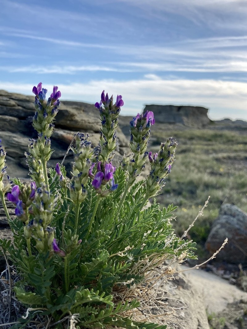 Boreal Locoweed photo 3