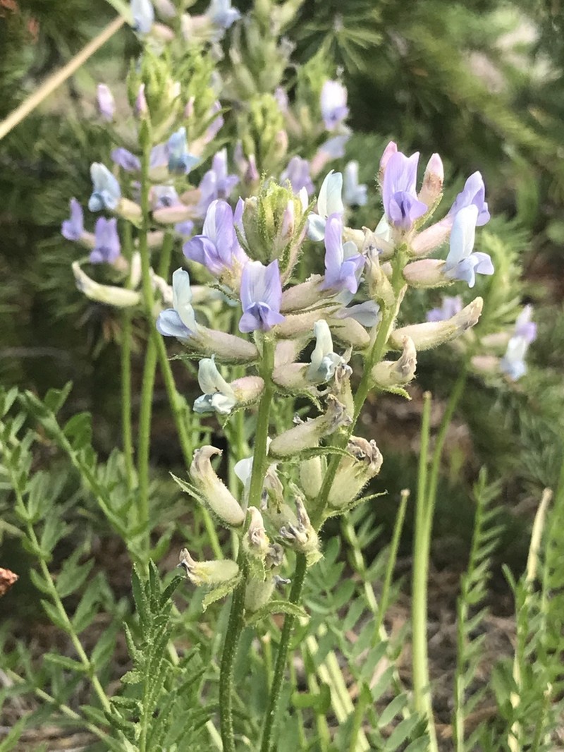 Boreal Locoweed photo 4