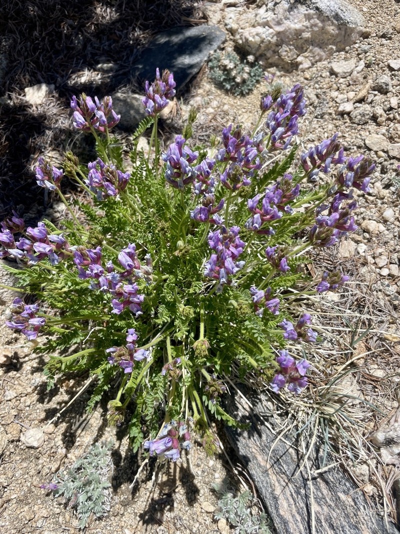 Boreal Locoweed photo 5