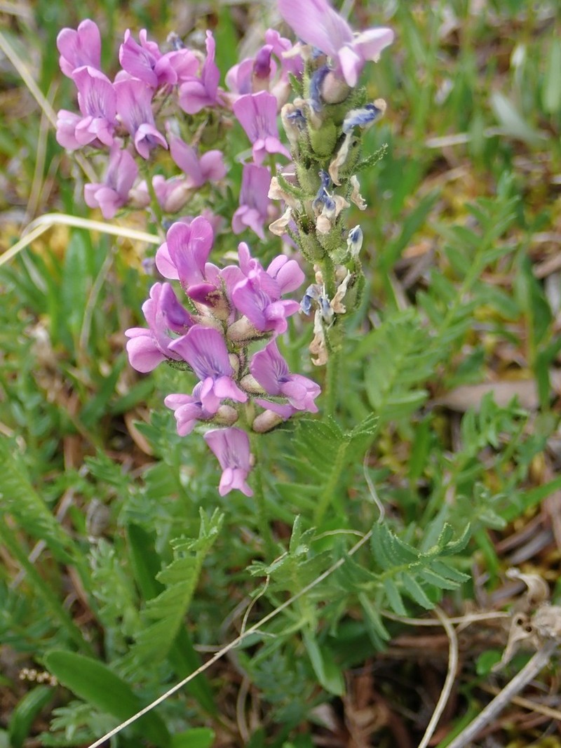 Boreal Locoweed photo 6