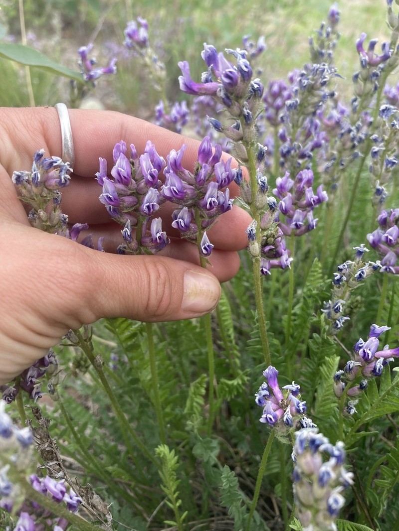 Boreal Locoweed photo 7