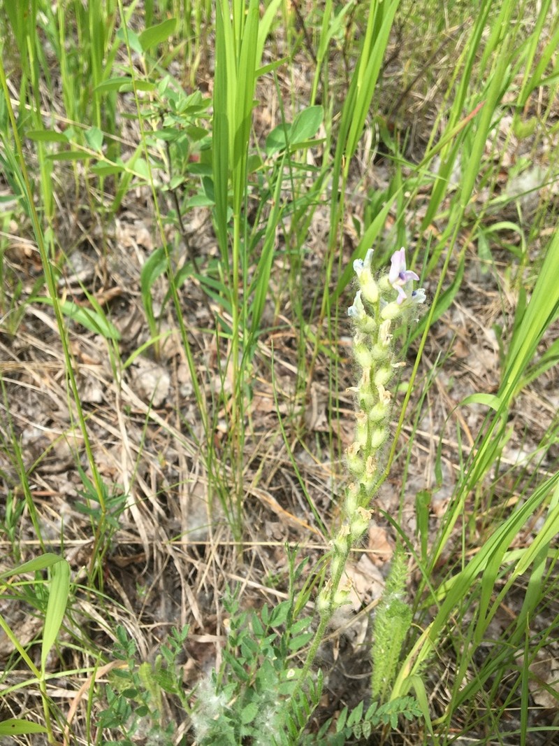 Boreal Locoweed photo 8