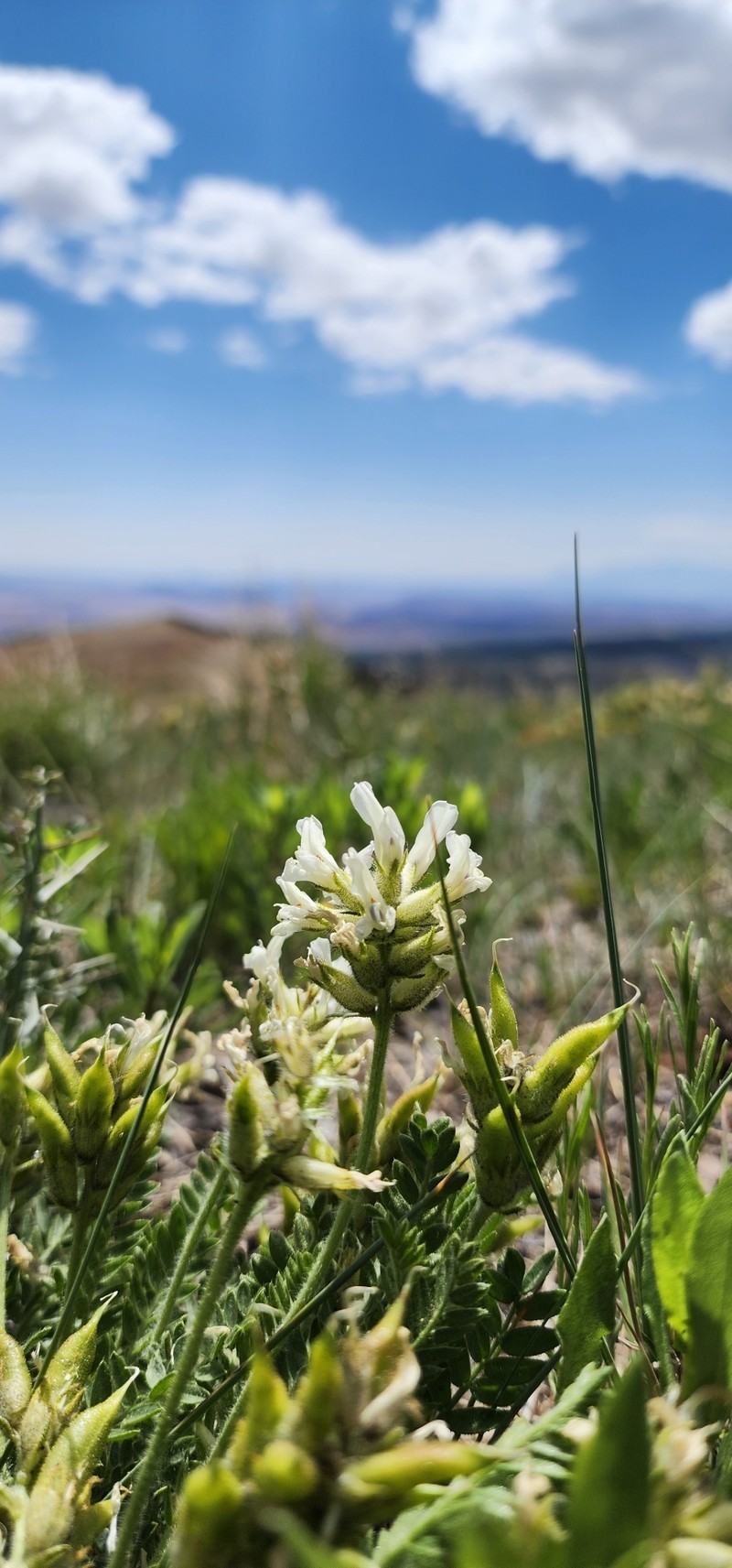 Oxytropis borealis var. australis
