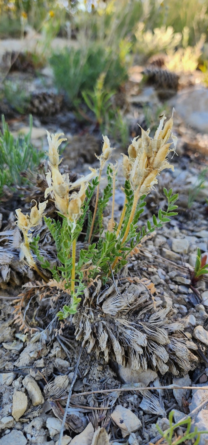 Oxytropis borealis var. australis photo 2