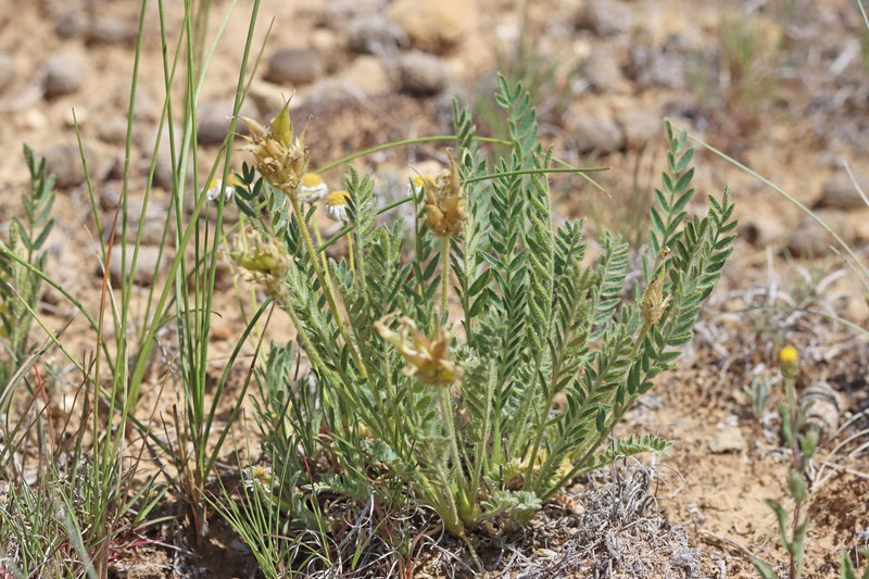 Oxytropis borealis var. australis photo 3