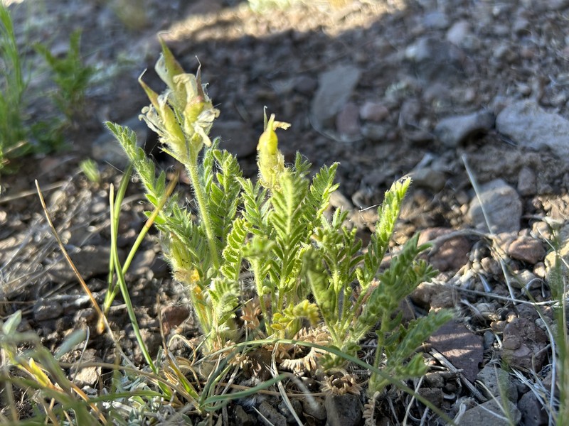 Oxytropis borealis var. australis photo 4