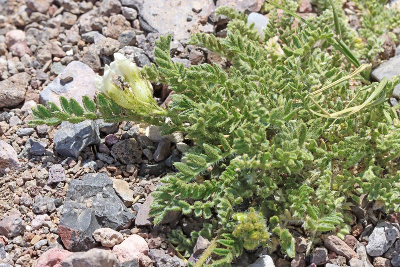 Oxytropis borealis var. australis photo 5