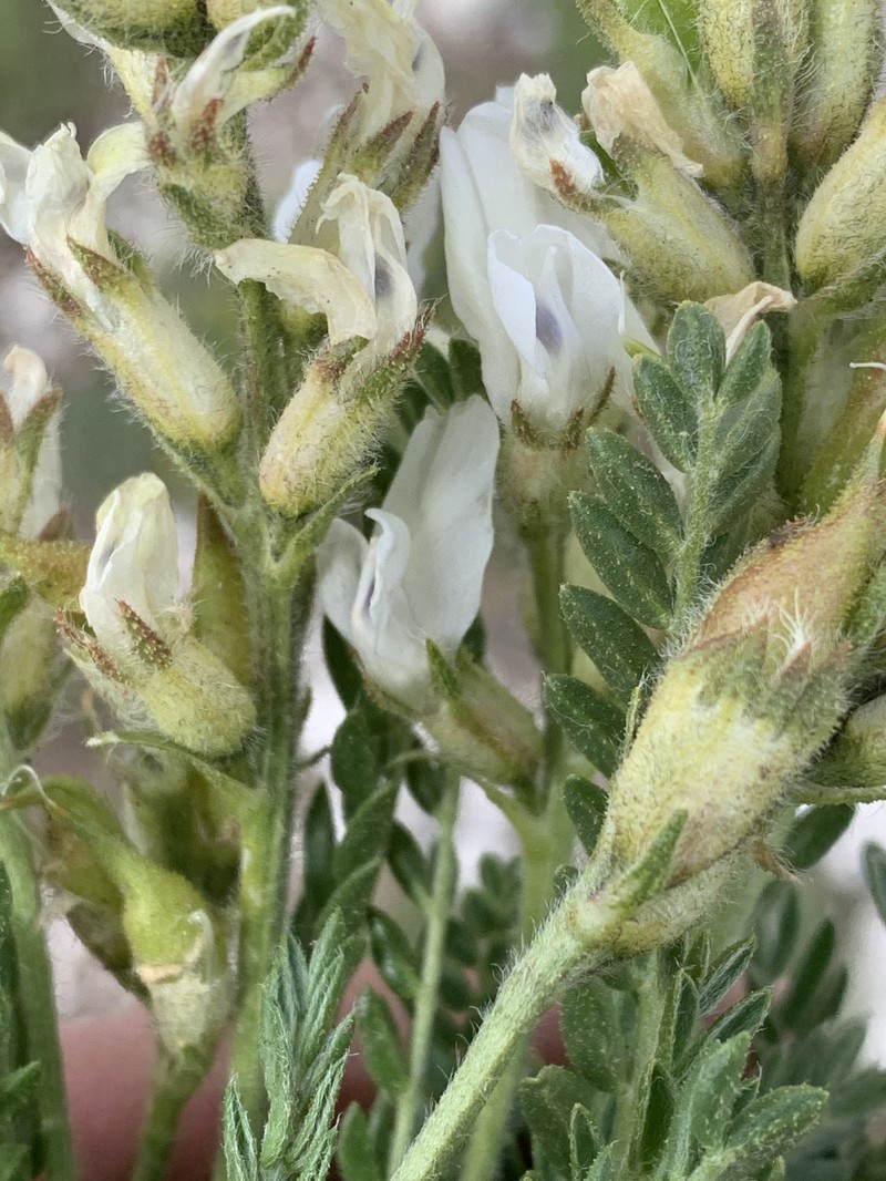 Oxytropis borealis var. australis photo 6