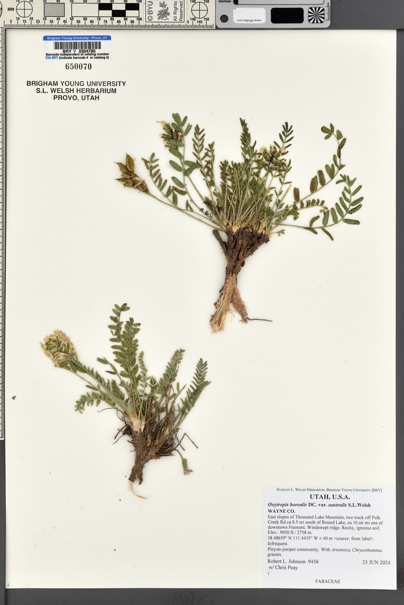 Oxytropis borealis var. australis photo 7