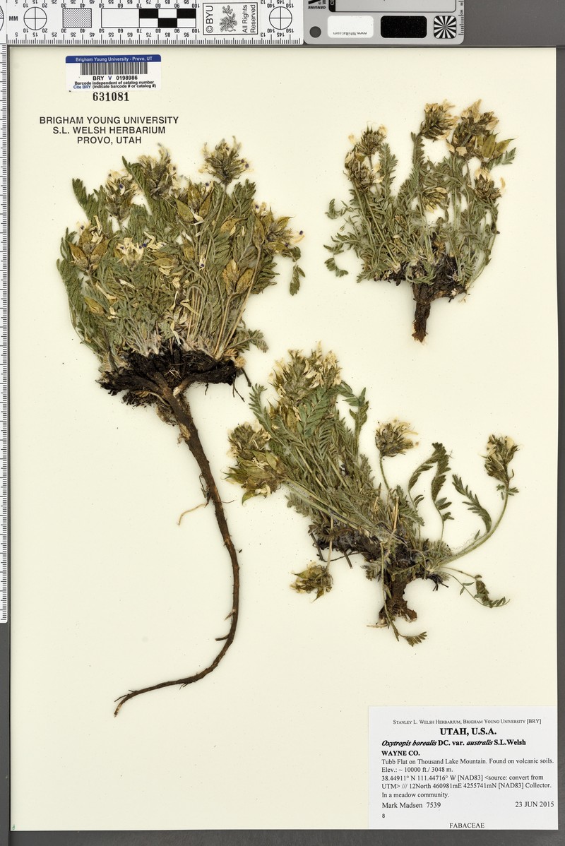 Oxytropis borealis var. australis photo 8