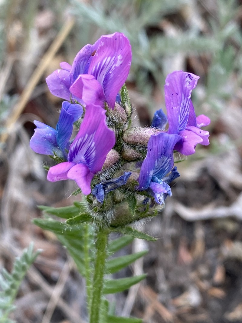Oxytropis borealis var. borealis