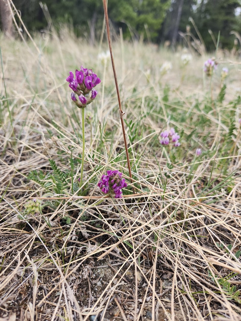 Oxytropis borealis var. borealis photo 2