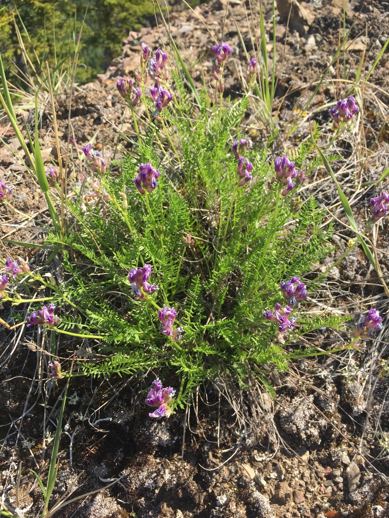 Oxytropis borealis var. borealis photo 3