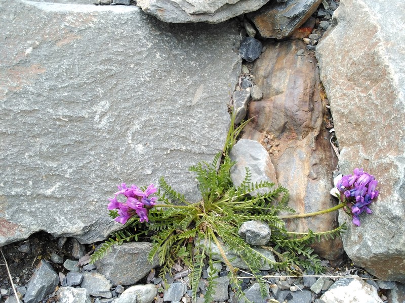 Oxytropis borealis var. borealis photo 4