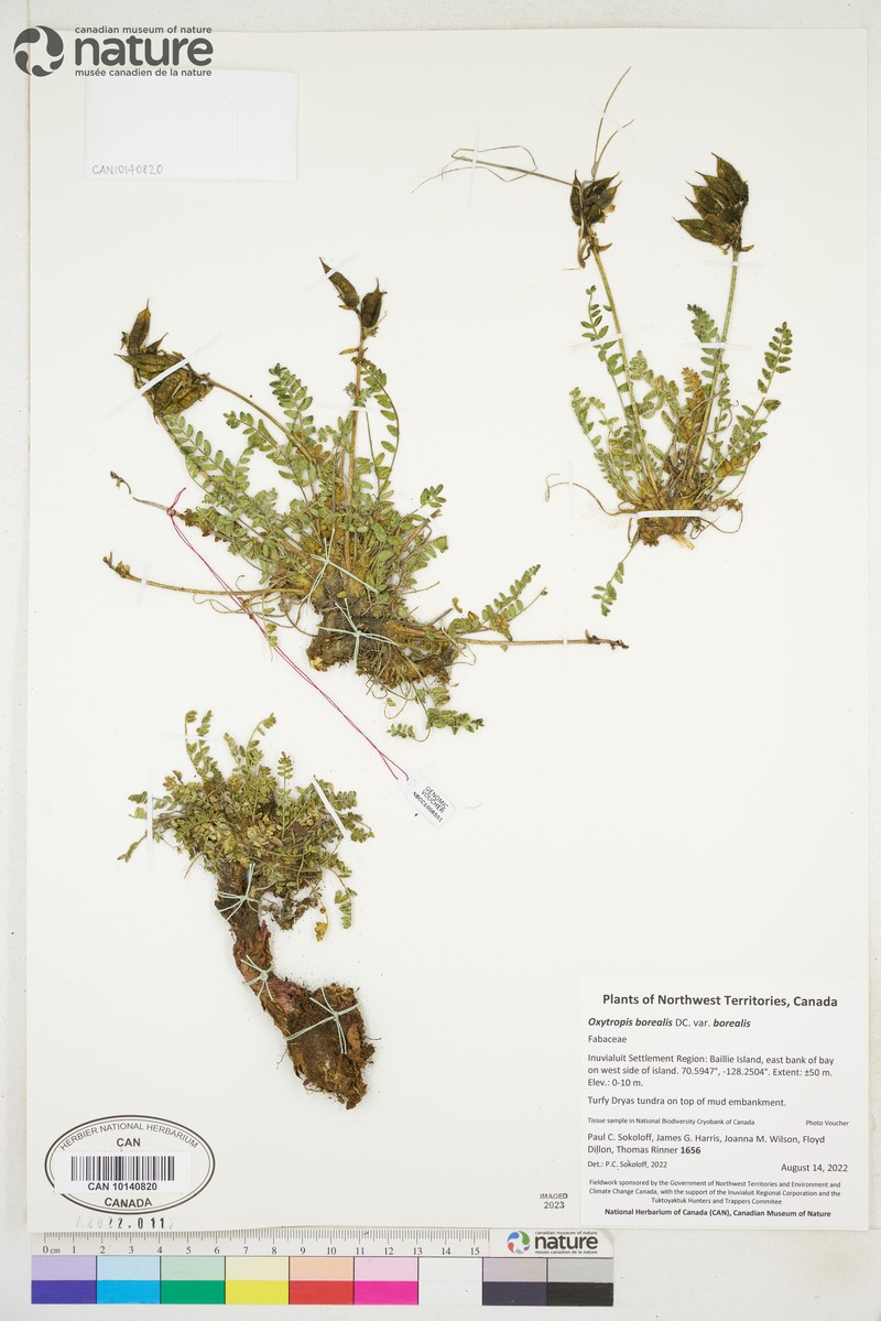 Oxytropis borealis var. borealis photo 5