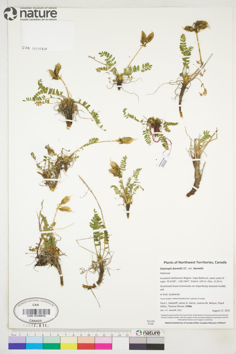 Oxytropis borealis var. borealis photo 6