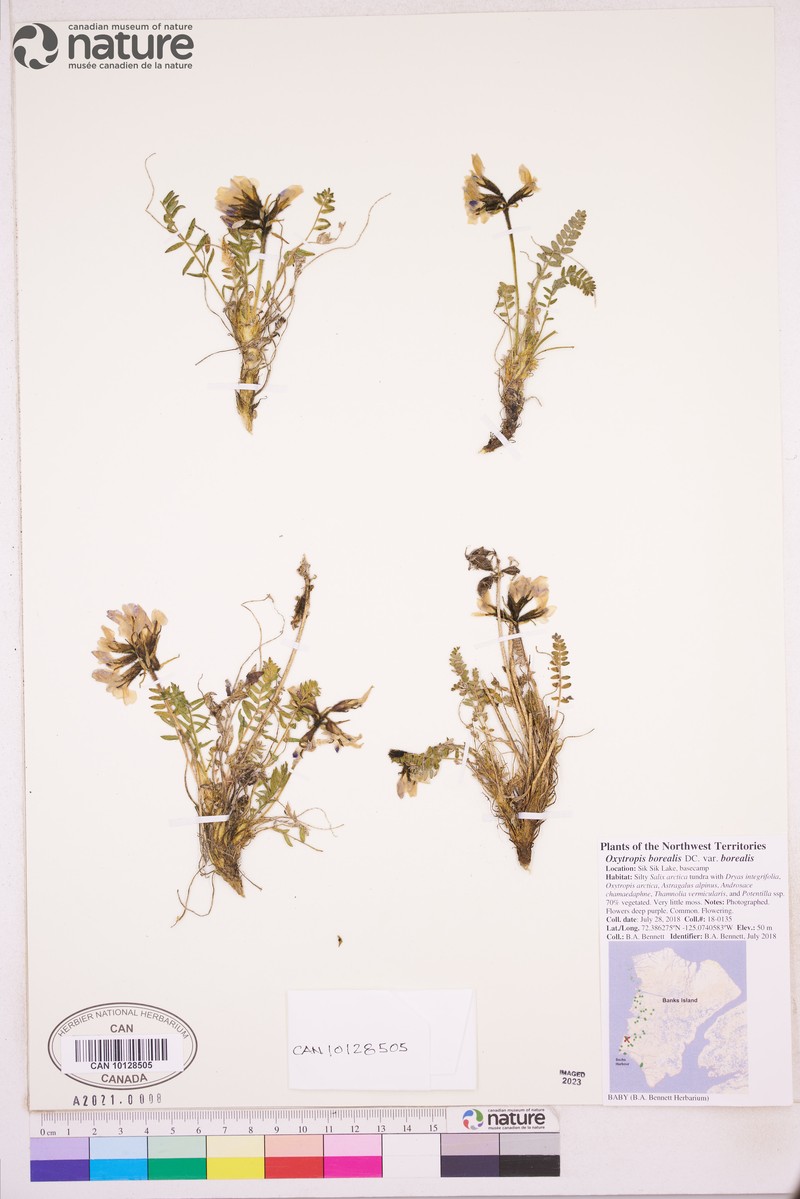 Oxytropis borealis var. borealis photo 7