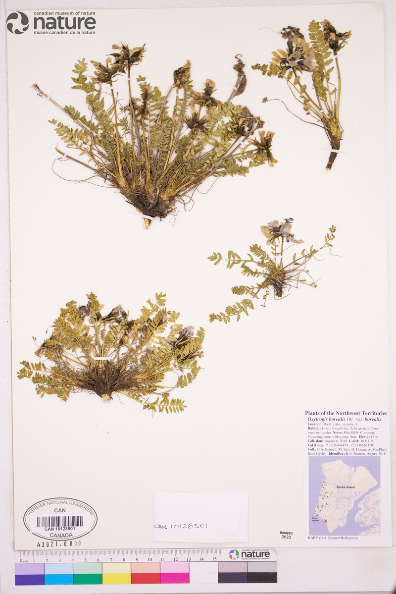 Oxytropis borealis var. borealis photo 8