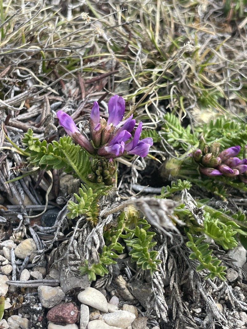 Oxytropis borealis var. hudsonica photo 4