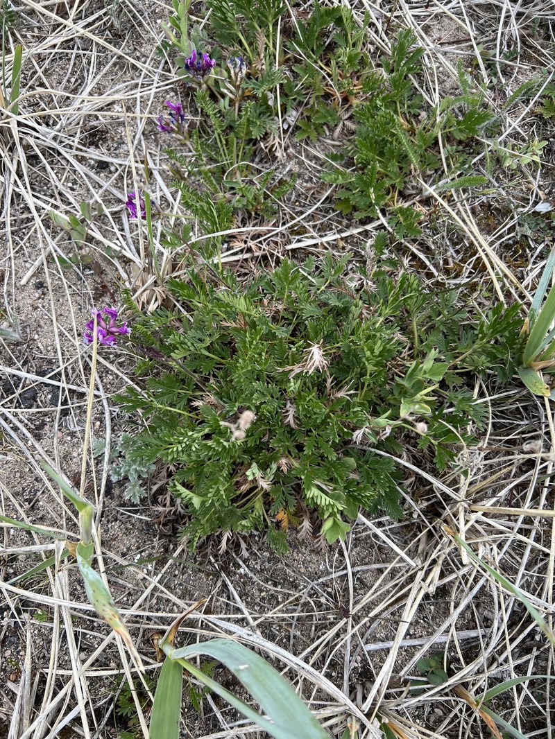 Oxytropis borealis var. hudsonica