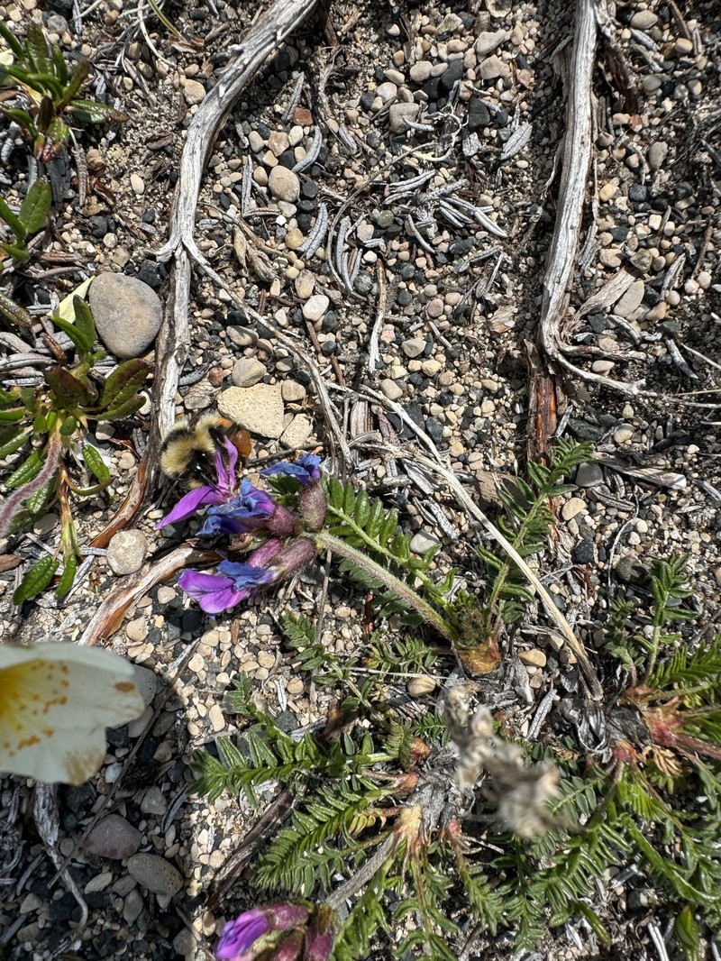 Oxytropis borealis var. hudsonica photo 2