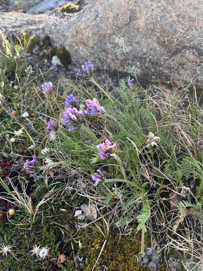 Oxytropis borealis var. hudsonica photo 3