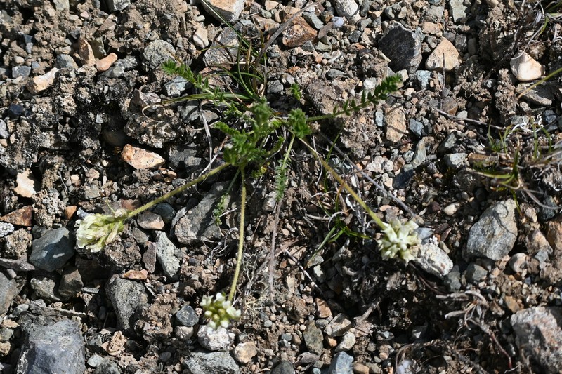 Oxytropis borealis var. sulphurea
