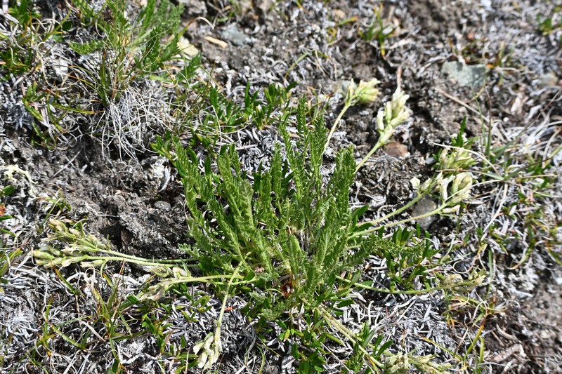 Oxytropis borealis var. sulphurea photo 2