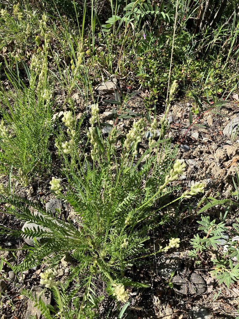 Oxytropis borealis var. sulphurea photo 3