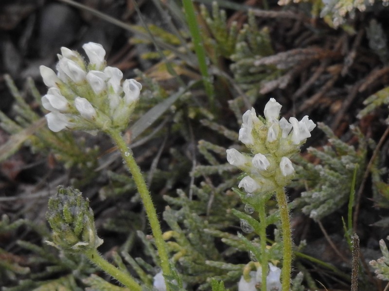 Oxytropis borealis var. sulphurea photo 4