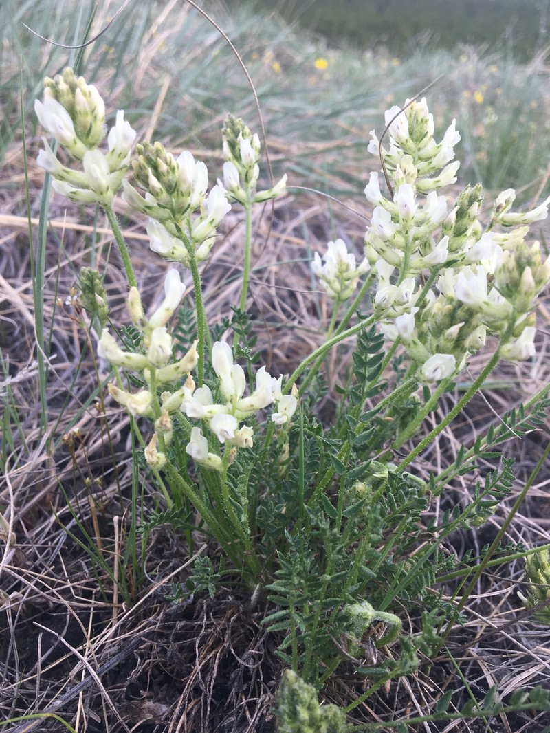 Oxytropis borealis var. sulphurea photo 5