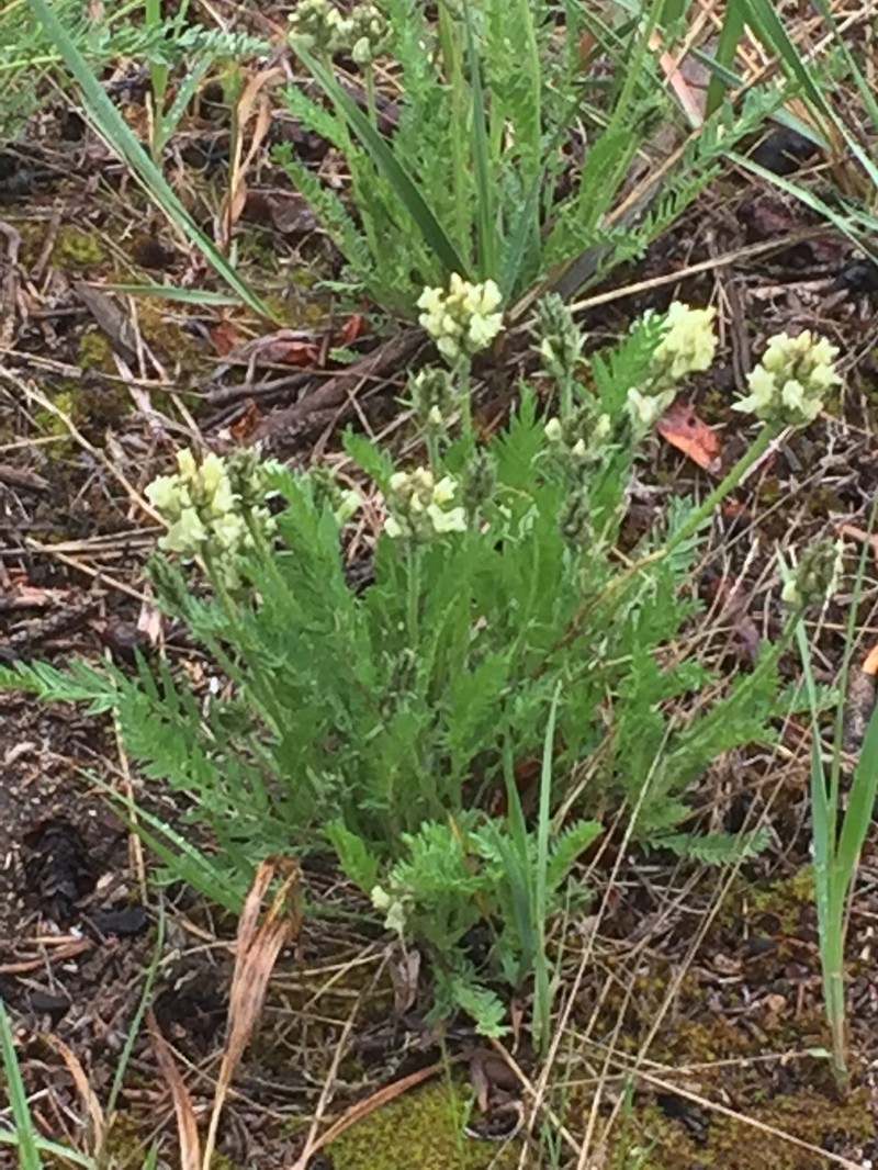 Oxytropis borealis var. sulphurea photo 6