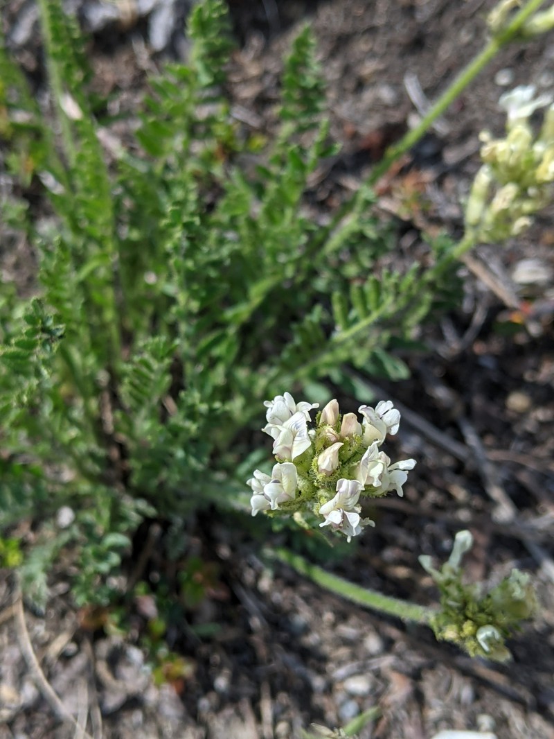 Oxytropis borealis var. sulphurea photo 7