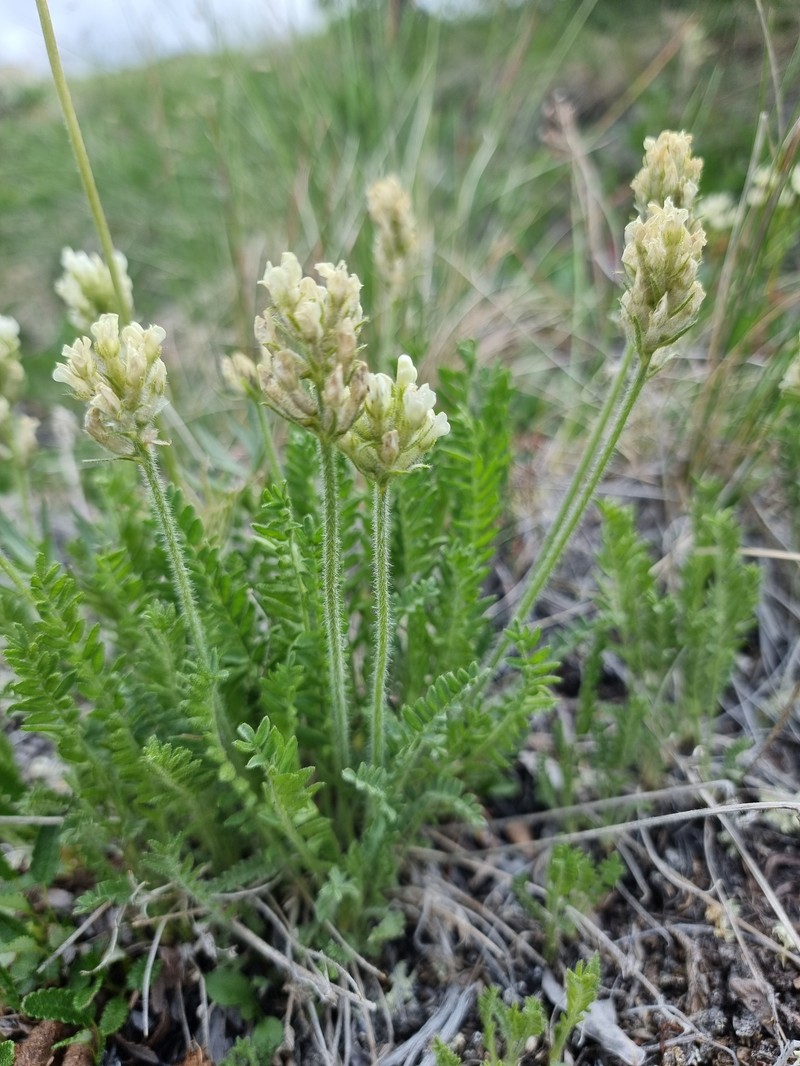 Oxytropis borealis var. sulphurea photo 8