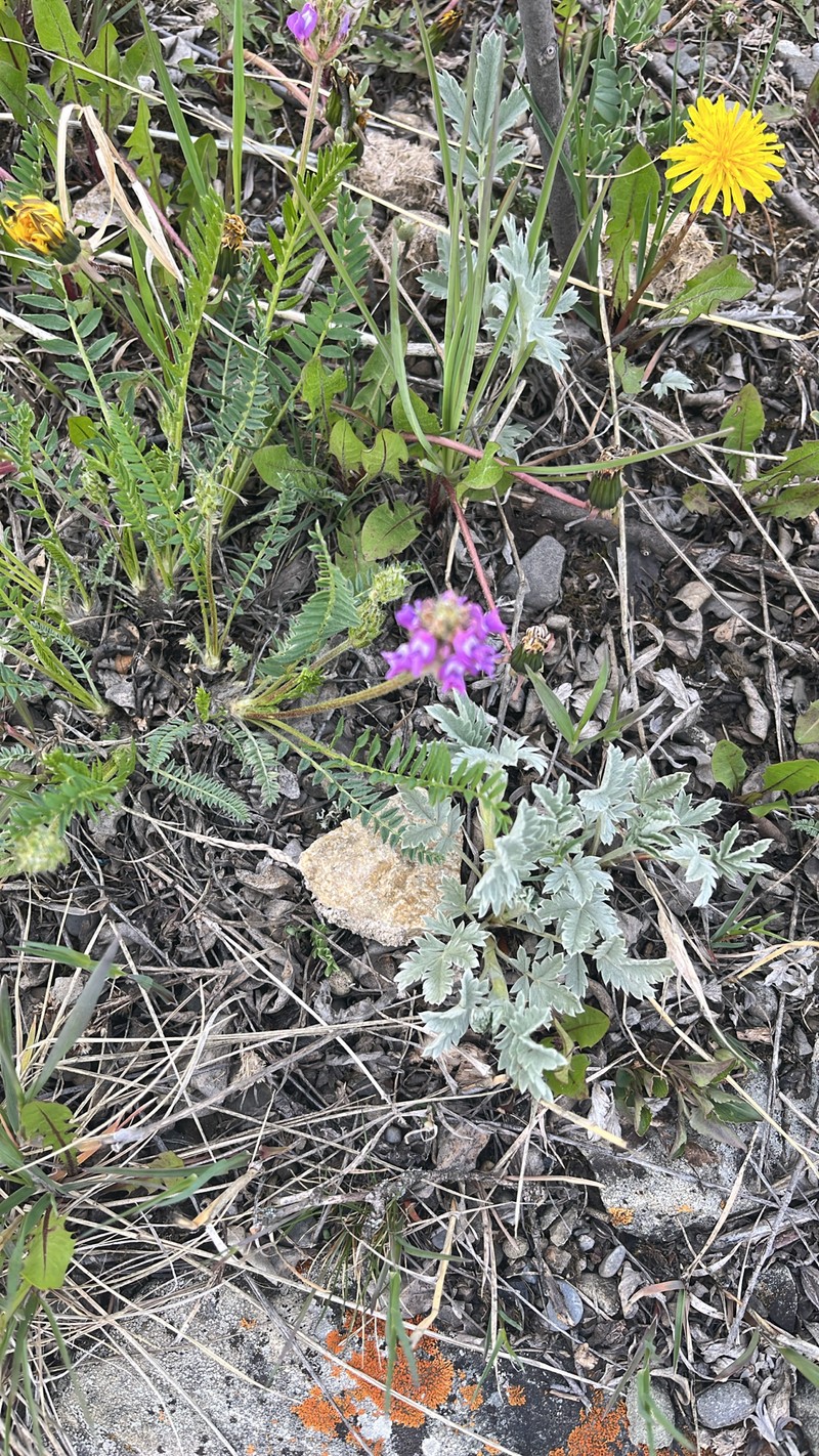 Oxytropis borealis var. viscida