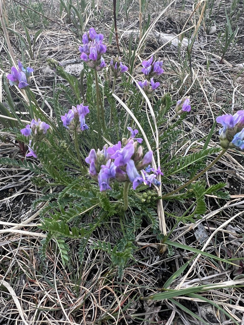 Oxytropis borealis var. viscida photo 2
