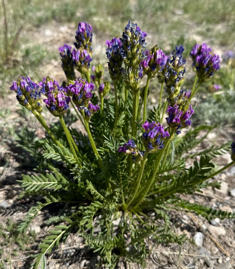 Oxytropis borealis var. viscida photo 3