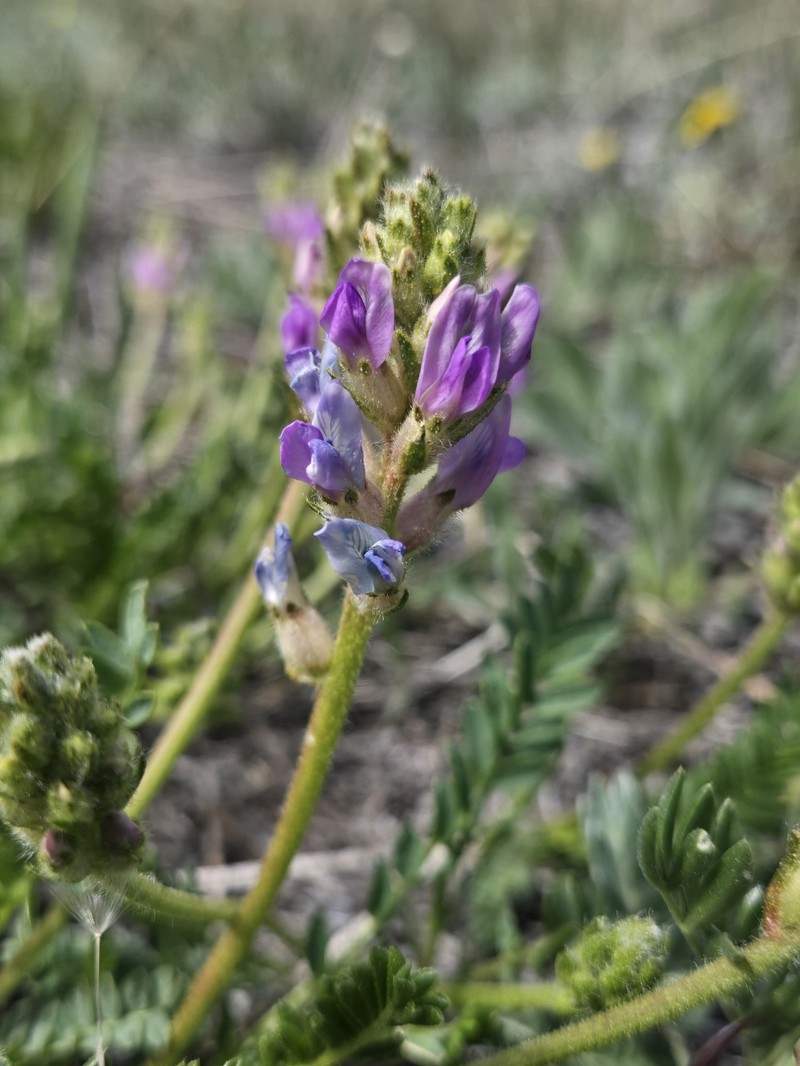 Oxytropis borealis var. viscida photo 4