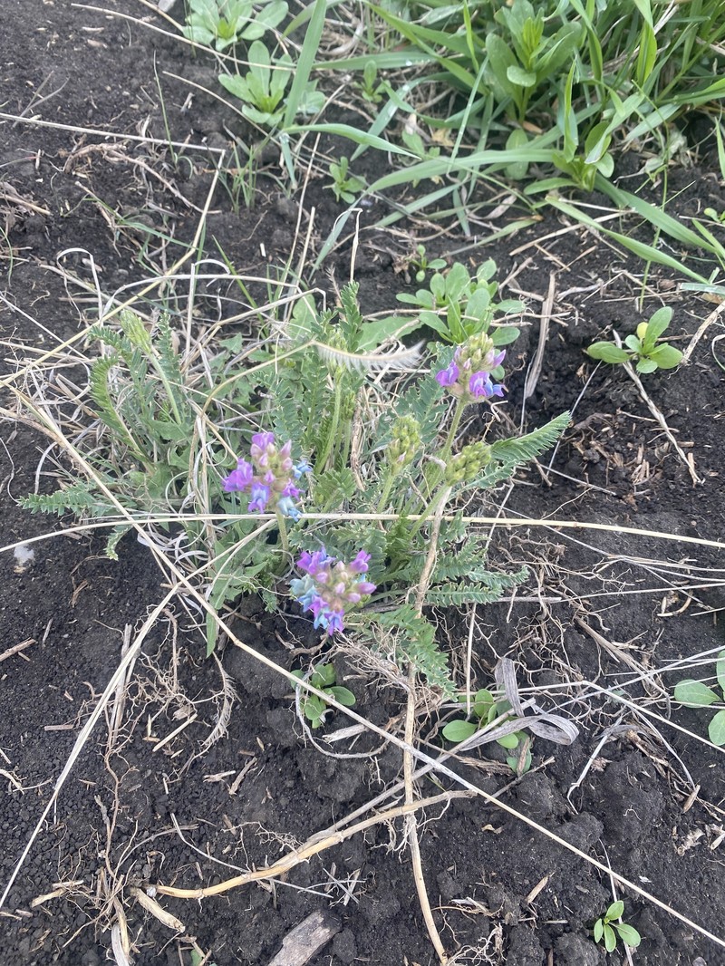 Oxytropis borealis var. viscida photo 5