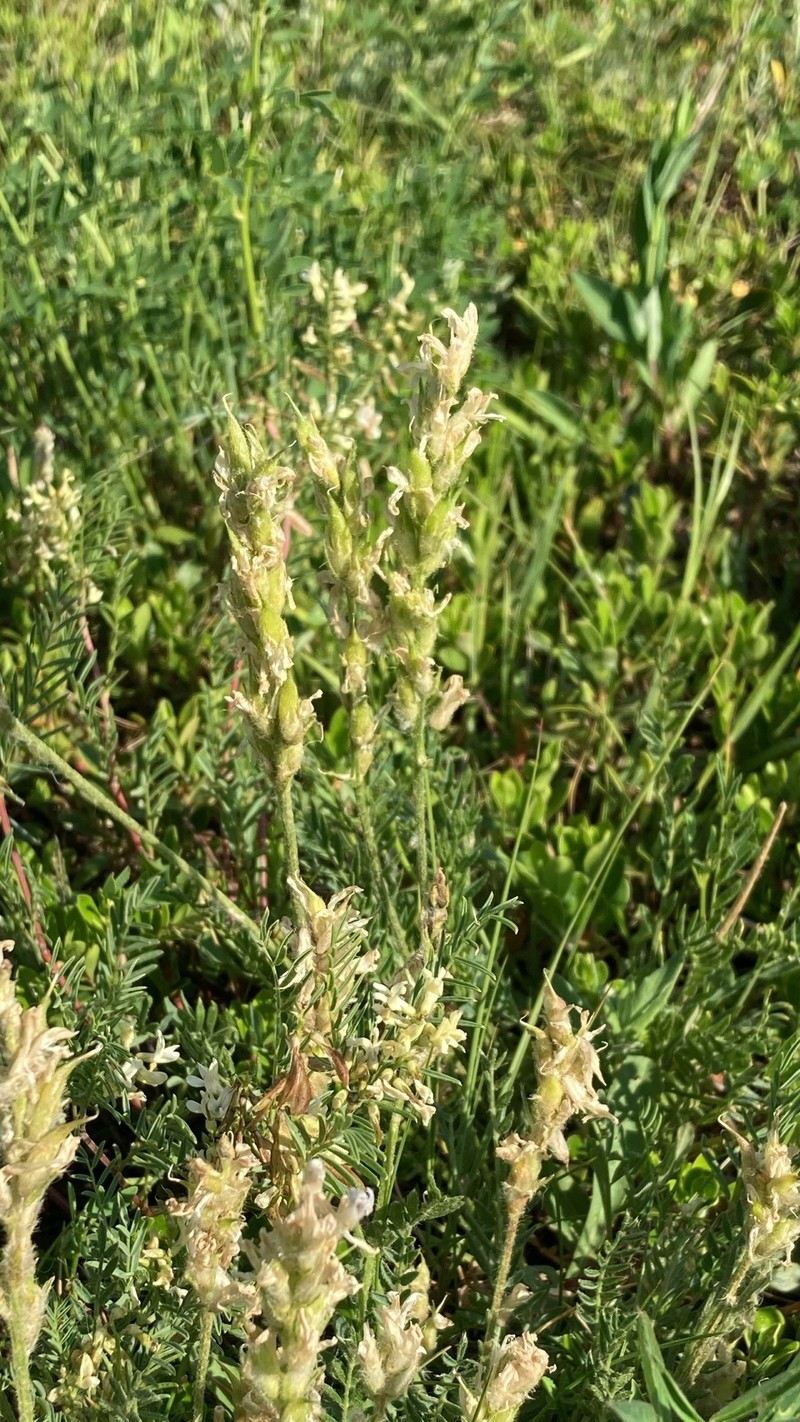 Oxytropis borealis var. viscida photo 6