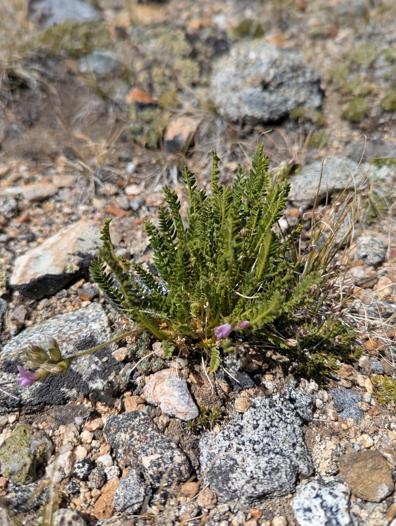 Oxytropis borealis var. viscida photo 7