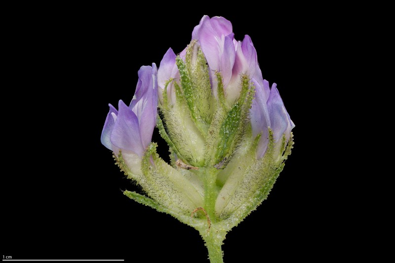 Oxytropis borealis var. viscida photo 8