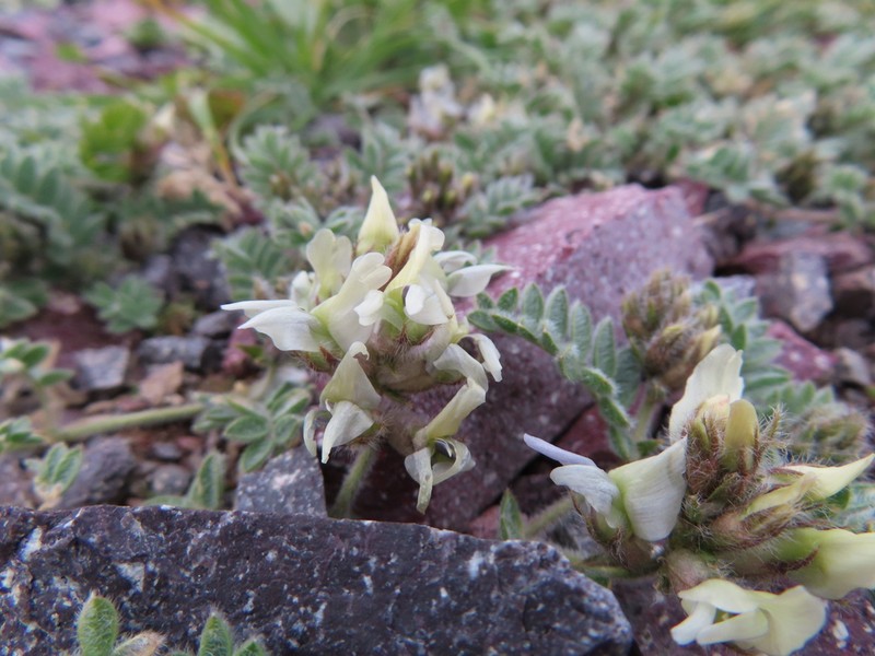 Oxytropis brachycarpa