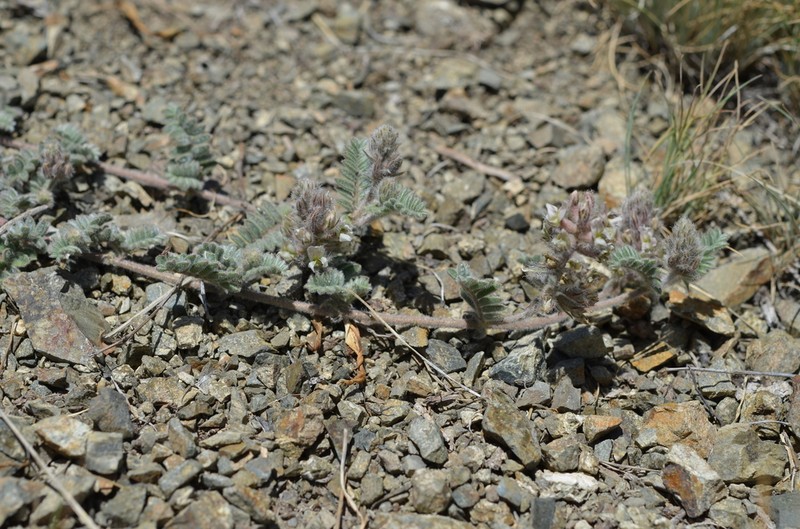 Oxytropis brachycarpa photo 2