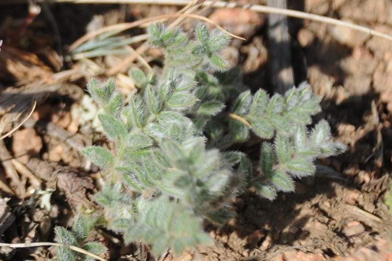 Oxytropis brachycarpa photo 3