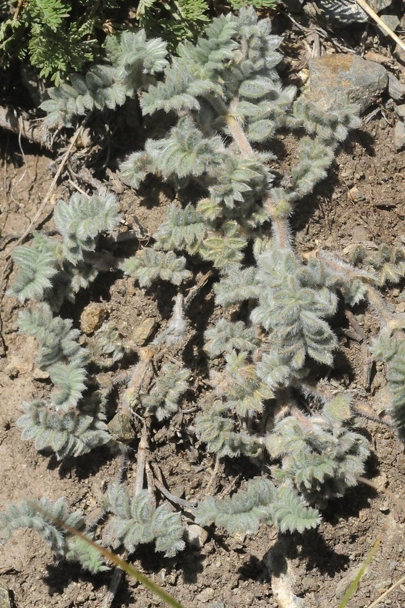Oxytropis brachycarpa photo 4