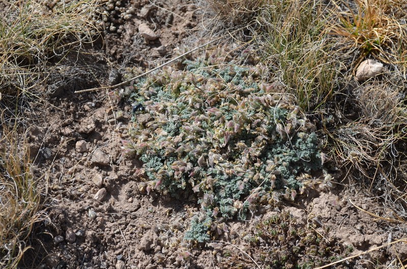 Oxytropis brachycarpa photo 5